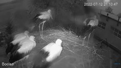 2022-07-12 21_26_52-#Bociany na żywo - #kamera na #gniazdo pod Zambrowem #WhiteStork #nest #livecam .jpg