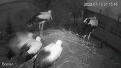 2022-07-12 21_26_38-#Bociany na żywo - #kamera na #gniazdo pod Zambrowem #WhiteStork #nest #livecam .jpg