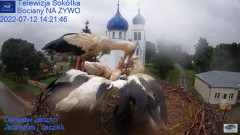 2022-07-12 21_33_42-Gniazdo Bocianie - Telewizja Sokółka [NA ŻYWO] _ IP Camera_ Stork's nest [LIVE] .jpg