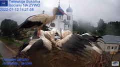 2022-07-12 21_33_54-Gniazdo Bocianie - Telewizja Sokółka [NA ŻYWO] _ IP Camera_ Stork's nest [LIVE] .jpg