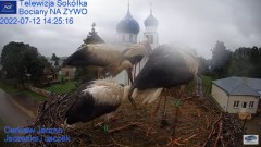 2022-07-12 21_34_06-Gniazdo Bocianie - Telewizja Sokółka [NA ŻYWO] _ IP Camera_ Stork's nest [LIVE] .jpg