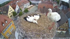 2022_07_15_07_58_37_Storchencam_Storchennest_Hoechstadt.de_Mozilla_Firefox.png