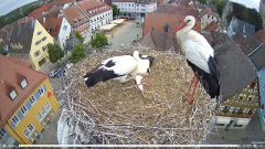 2022_07_15_07_59_14_Storchencam_Storchennest_Hoechstadt.de_Mozilla_Firefox.png