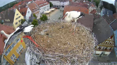 2022_07_15_08_00_25_Storchencam_Storchennest_Hoechstadt.de_Mozilla_Firefox.png