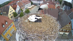 2022_07_15_08_01_04_Storchencam_Storchennest_Hoechstadt.de_Mozilla_Firefox.png