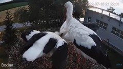 2022-07-16 22_15_41-#Bociany na żywo - #kamera na #gniazdo pod Zambrowem #WhiteStork #nest #livecam .jpg