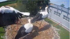 2022-07-21 17_49_12-#Bociany na żywo - #kamera na #gniazdo pod Zambrowem #WhiteStork #nest #livecam .jpg