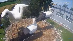 2022-07-21 17_49_38-#Bociany na żywo - #kamera na #gniazdo pod Zambrowem #WhiteStork #nest #livecam .jpg