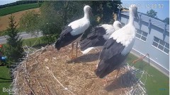 2022-07-21 17_52_02-#Bociany na żywo - #kamera na #gniazdo pod Zambrowem #WhiteStork #nest #livecam .jpg