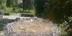 2022-07-22 10_34_30-Gniazdo bociana Tyrawa Wołoska - kamera na żywo WebCamera.pl – Kinza.jpg