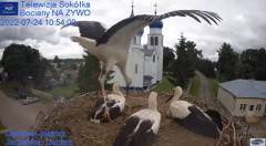 2022-07-24 15_54_51-Gniazdo Bocianie - Telewizja Sokółka [NA ŻYWO] _ IP Camera_ Stork's nest [LIVE] .jpg