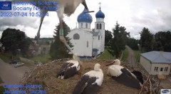 2022-07-24 15_54_45-Gniazdo Bocianie - Telewizja Sokółka [NA ŻYWO] _ IP Camera_ Stork's nest [LIVE] .jpg