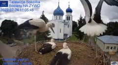 2022-07-24 15_53_44-Gniazdo Bocianie - Telewizja Sokółka [NA ŻYWO] _ IP Camera_ Stork's nest [LIVE] .jpg