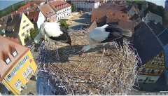 2022_07_25_09_05_42_Storchencam_Storchennest_Hoechstadt.de_Mozilla_Firefox.png