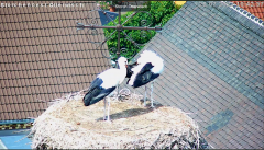 2022_07_26_10_45_04_LiveCam_Weißstorch_2021_2_Mozilla_Firefox.png