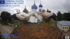 2022-08-01 22_58_18-Gniazdo Bocianie - Telewizja Sokółka [NA ŻYWO] _ IP Camera_ Stork's nest [LIVE] .jpg