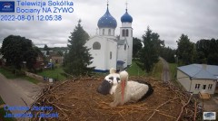 2022-08-01 22_57_48-Gniazdo Bocianie - Telewizja Sokółka [NA ŻYWO] _ IP Camera_ Stork's nest [LIVE] .jpg