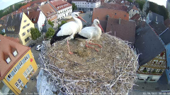 2022_08_02_08_59_52_Storchencam_Storchennest_Hoechstadt.de_Mozilla_Firefox.png