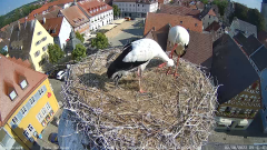 2022_08_02_09_42_04_Storchencam_Storchennest_Hoechstadt.de_Mozilla_Firefox.png