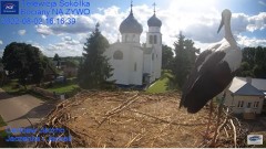2022-08-02 21_29_43-Gniazdo Bocianie - Telewizja Sokółka [NA ŻYWO] _ IP Camera_ Stork's nest [LIVE] .jpg