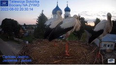 2022-08-02 21_30_08-Gniazdo Bocianie - Telewizja Sokółka [NA ŻYWO] _ IP Camera_ Stork's nest [LIVE] .jpg