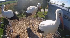 2022-08-04 23_41_28-(1) #Bociany na żywo - #kamera na #gniazdo pod Zambrowem #WhiteStork #nest #live.jpg