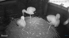 2022-08-04 23_41_52-(1) #Bociany na żywo - #kamera na #gniazdo pod Zambrowem #WhiteStork #nest #live.jpg