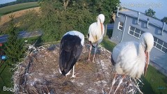 2022-08-06 19_15_20-#Bociany na żywo - #kamera na #gniazdo pod Zambrowem #WhiteStork #nest #livecam .jpg