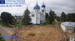 2022-08-06 22_50_32-Gniazdo Bocianie - Telewizja Sokółka [NA ŻYWO] _ IP Camera_ Stork's nest [LIVE] .jpg