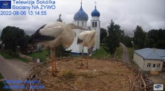 2022-08-06 22_51_06-Gniazdo Bocianie - Telewizja Sokółka [NA ŻYWO] _ IP Camera_ Stork's nest [LIVE] .jpg
