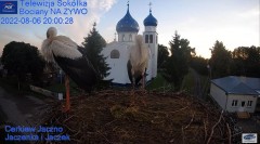 2022-08-06 22_51_49-Gniazdo Bocianie - Telewizja Sokółka [NA ŻYWO] _ IP Camera_ Stork's nest [LIVE] .jpg