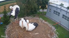 2022-08-08 22_03_50-#Bociany na żywo - #kamera na #gniazdo pod Zambrowem #WhiteStork #nest #livecam .jpg