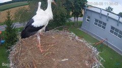 2022-08-08 22_06_08-#Bociany na żywo - #kamera na #gniazdo pod Zambrowem #WhiteStork #nest #livecam .jpg