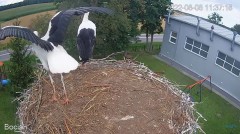 2022-08-08 22_06_43-#Bociany na żywo - #kamera na #gniazdo pod Zambrowem #WhiteStork #nest #livecam .jpg