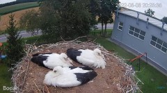 2022-08-08 22_07_18-#Bociany na żywo - #kamera na #gniazdo pod Zambrowem #WhiteStork #nest #livecam .jpg