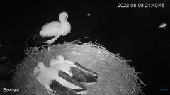 2022-08-08 22_07_22-#Bociany na żywo - #kamera na #gniazdo pod Zambrowem #WhiteStork #nest #livecam .jpg