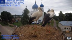 2022-08-08 22_36_35-Gniazdo Bocianie - Telewizja Sokółka [NA ŻYWO] _ IP Camera_ Stork's nest [LIVE] .jpg
