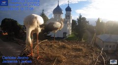 2022-08-08 22_36_57-Gniazdo Bocianie - Telewizja Sokółka [NA ŻYWO] _ IP Camera_ Stork's nest [LIVE] .jpg