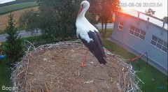 2022-08-09 22_01_40-#Bociany na żywo - #kamera na #gniazdo pod Zambrowem #WhiteStork #nest #livecam .jpg
