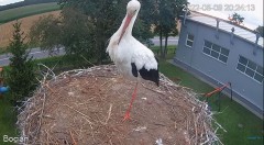 2022-08-09 22_01_51-#Bociany na żywo - #kamera na #gniazdo pod Zambrowem #WhiteStork #nest #livecam .jpg