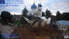 2022-08-09 23_19_50-Gniazdo Bocianie - Telewizja Sokółka [NA ŻYWO] _ IP Camera_ Stork's nest [LIVE] .jpg