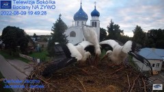 2022-08-09 23_20_17-Gniazdo Bocianie - Telewizja Sokółka [NA ŻYWO] _ IP Camera_ Stork's nest [LIVE] .jpg