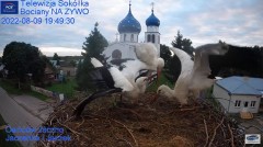 2022-08-09 23_20_19-Gniazdo Bocianie - Telewizja Sokółka [NA ŻYWO] _ IP Camera_ Stork's nest [LIVE] .jpg