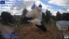 2022-08-10 19_43_19-Gniazdo Bocianie - Telewizja Sokółka [NA ŻYWO] _ IP Camera_ Stork's nest [LIVE] .jpg