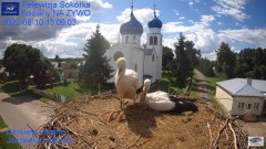 2022-08-10 19_43_40-Gniazdo Bocianie - Telewizja Sokółka [NA ŻYWO] _ IP Camera_ Stork's nest [LIVE] .jpg