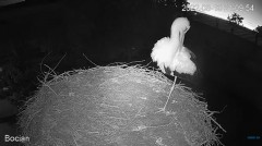 2022-08-10 21_56_26-#Bociany na żywo - #kamera na #gniazdo pod Zambrowem #WhiteStork #nest #livecam .jpg