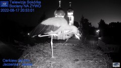 2022-08-17 22_09_47-Gniazdo Bocianie - Telewizja Sokółka [NA ŻYWO] _ IP Camera_ Stork's nest [LIVE] .jpg