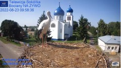 2022-08-23 19_29_25-Gniazdo Bocianie - Telewizja Sokółka [NA ŻYWO] _ IP Camera_ Stork's nest [LIVE] .jpg