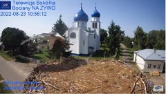 2022-08-23 19_31_43-Gniazdo Bocianie - Telewizja Sokółka [NA ŻYWO] _ IP Camera_ Stork's nest [LIVE] .jpg