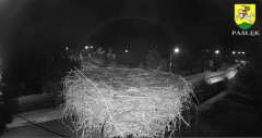 2022-08-23 21_34_51-BOCIANY kamera na żywo z gniazda w Pasłęku – Kinza.jpg